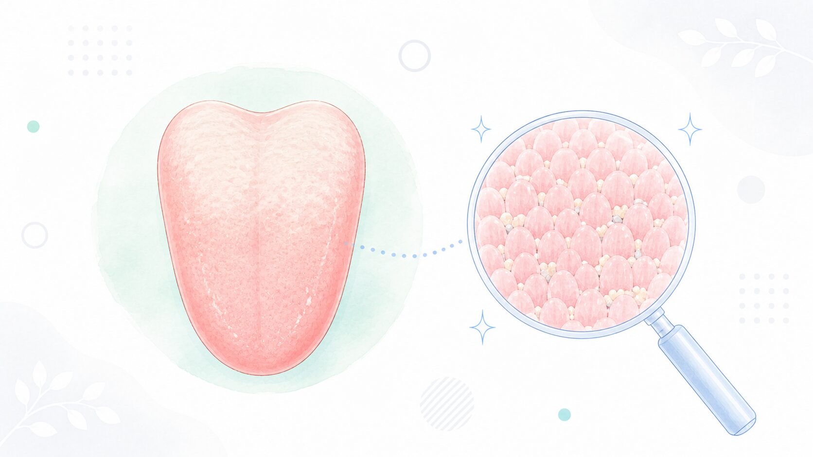 舌の表面を虫眼鏡で拡大し、突起のすき間に汚れがたまっている様子